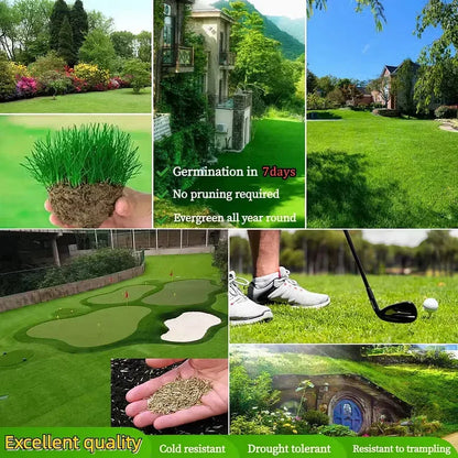 Roseliss WeekendGreen™ Slow-Growing Lawn Seed (offer)